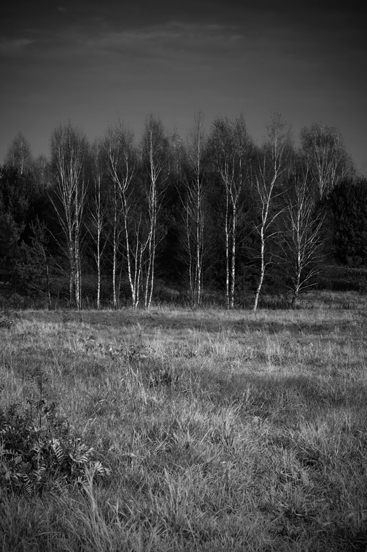 Zdjęcie 36